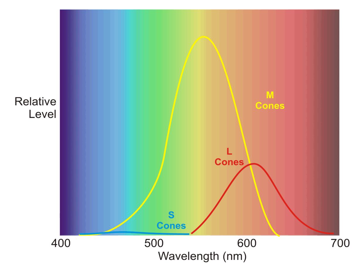 Cone M-L-S SEnsitivity